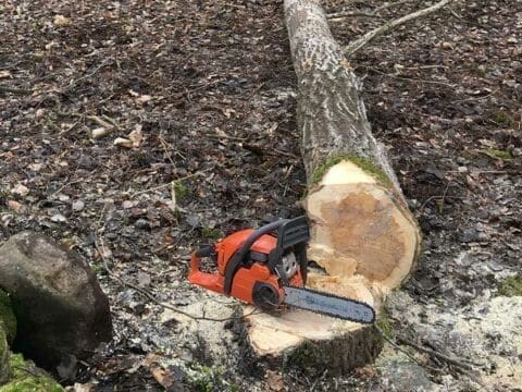 A felled tree with a chainsaw