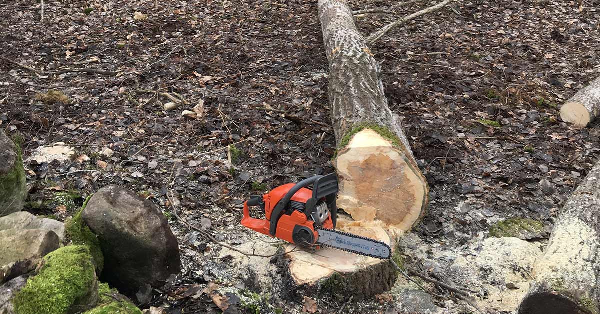 A felled tree with a chainsaw