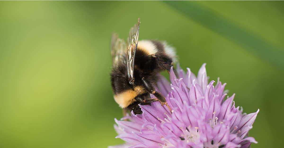 A bumblebee feeding on an allium flower