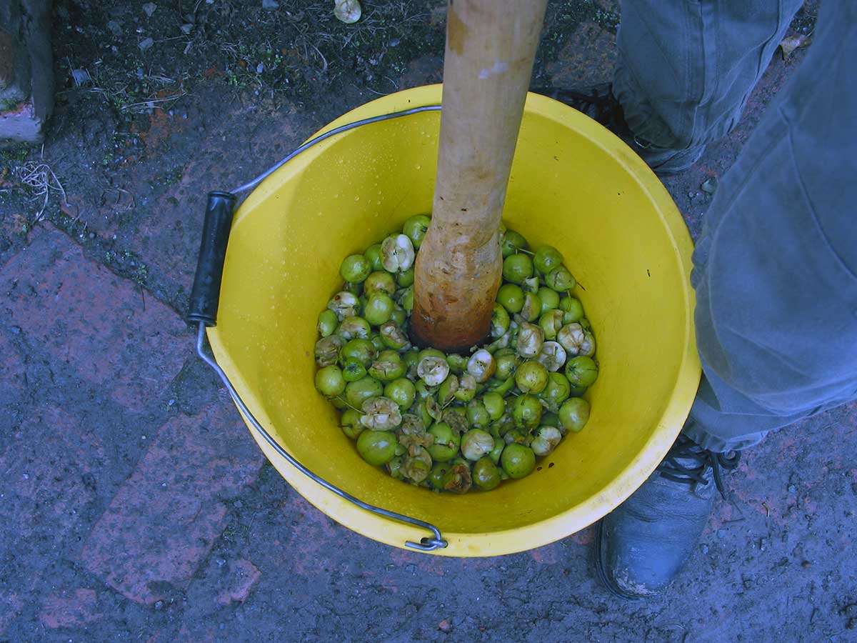Extracting Seeds From Berries Nativetreesfromseed extracting-seeds-from-berries-nativetreesfromseed