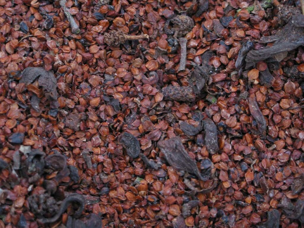 Extracted alder seeds