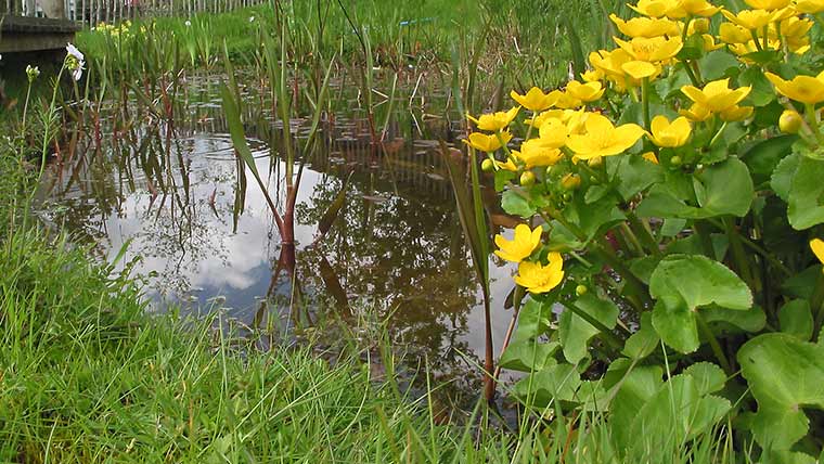 A garden pond in Belfast