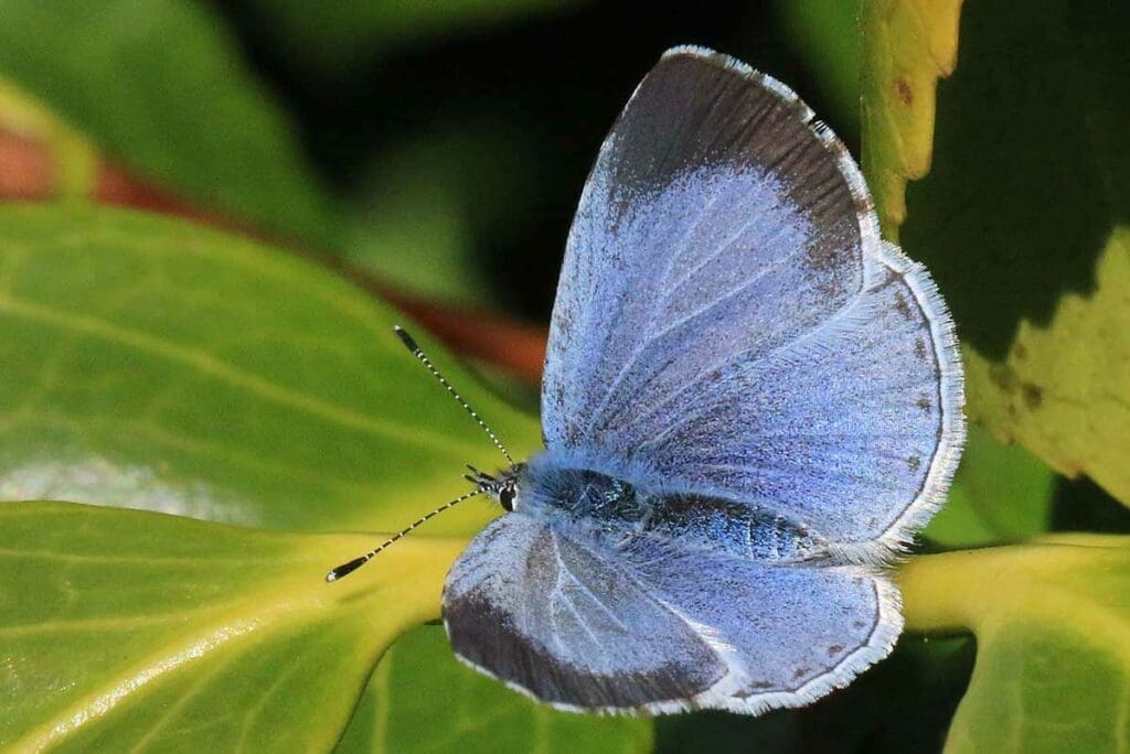 Female Holly blue butterfly