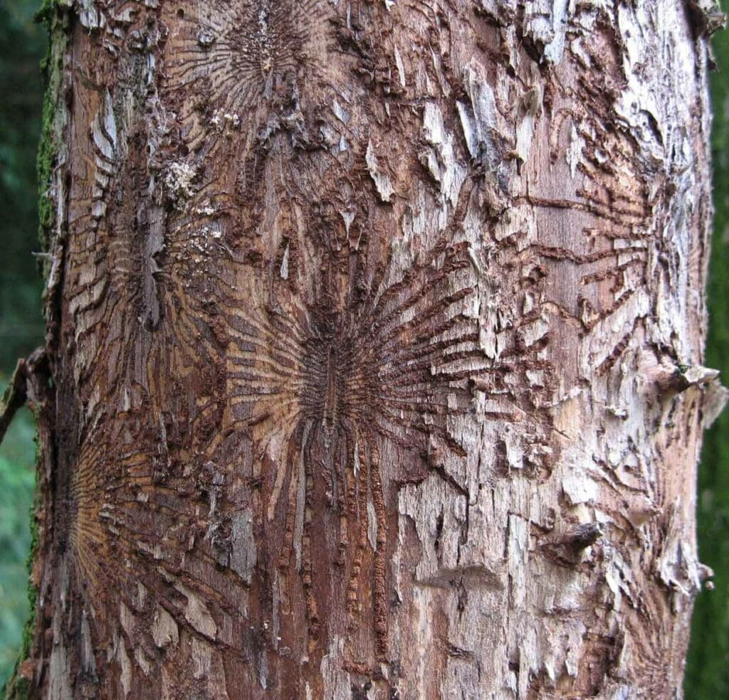 Elm bark beetle feeding tracks