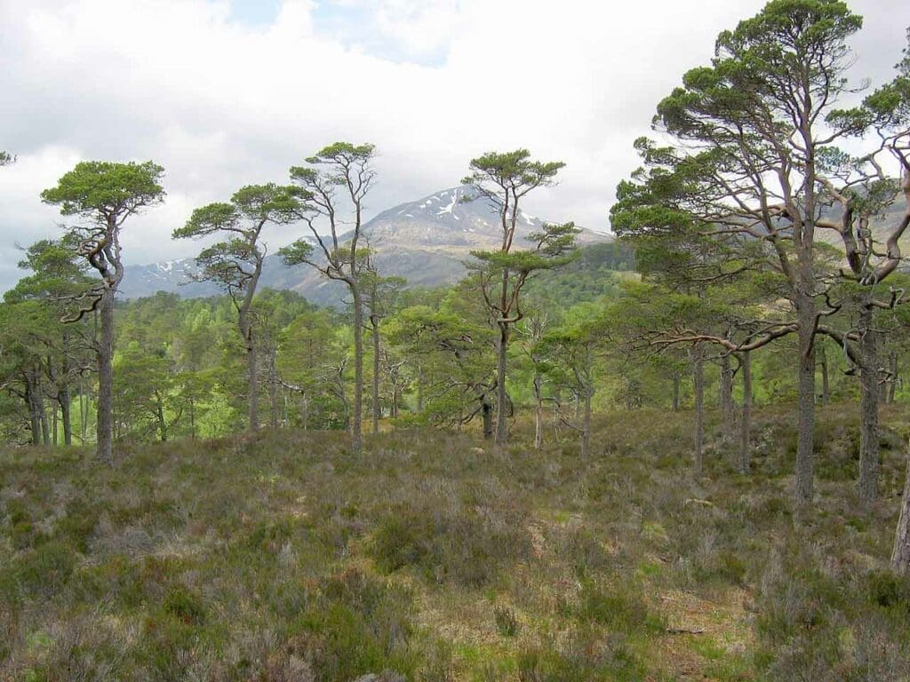 Scots pine in Glen Affric, Scotland