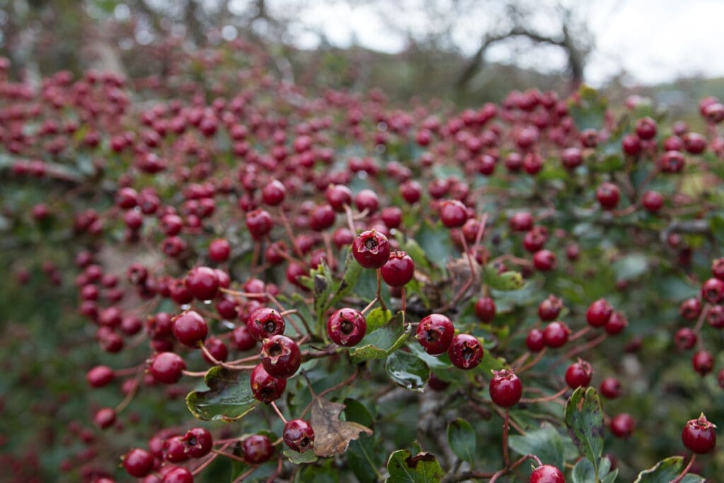 Ripe hawthorn berries in a hedge in October