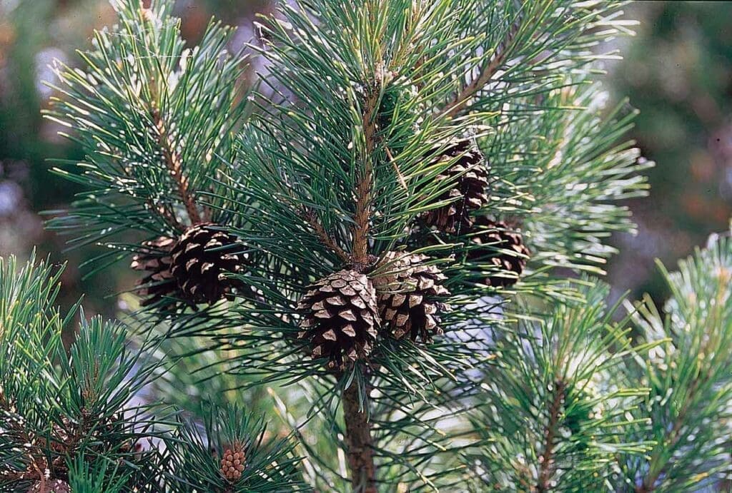 Open pine cones