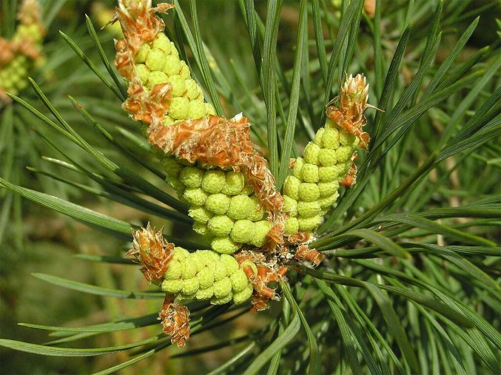 Scots pine pollen cones