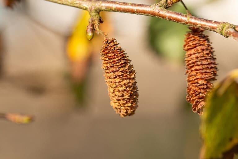 How To Grow Silver Birch - Nativetreesfromseed.com