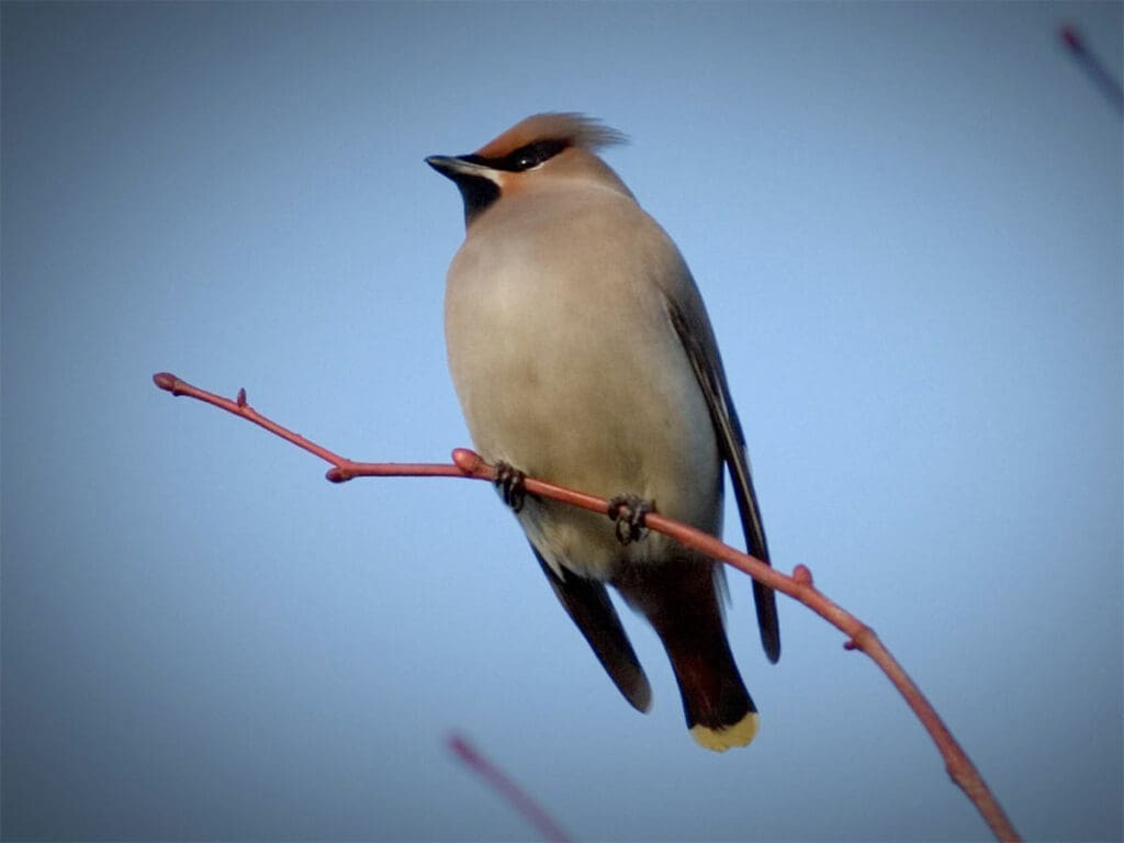 A waxwing