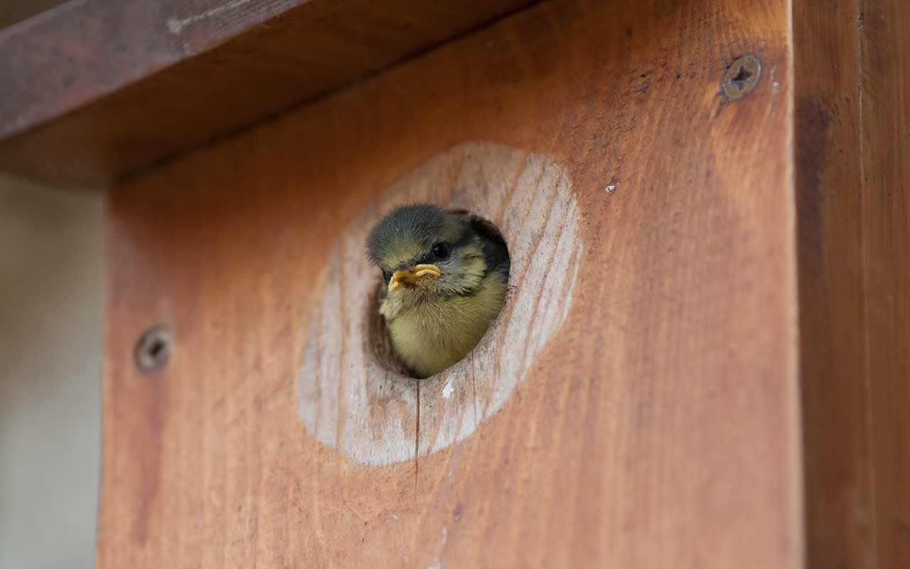 A baby blue tit emerging from a nestbox