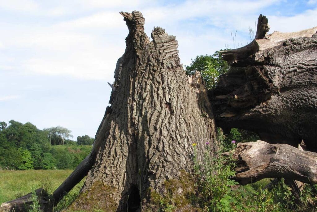 A dead and collapsed oak tree