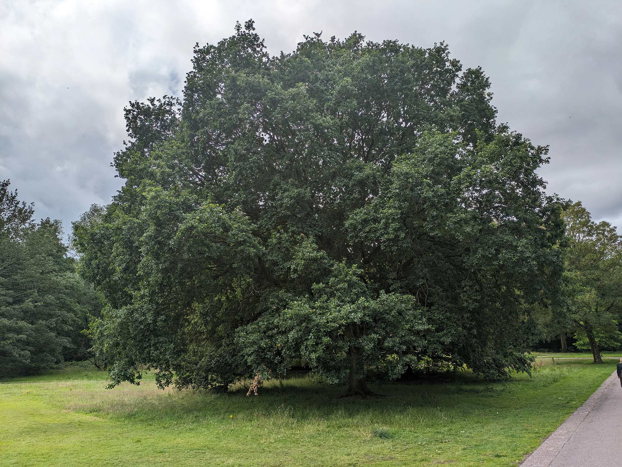 A large English oak in England