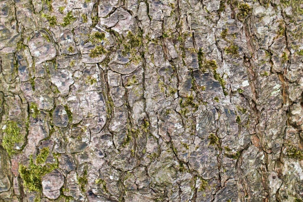 Bark of an old alder tree