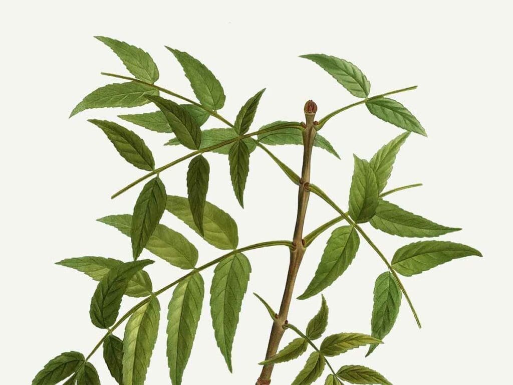A botanical drawing of a young ash tree