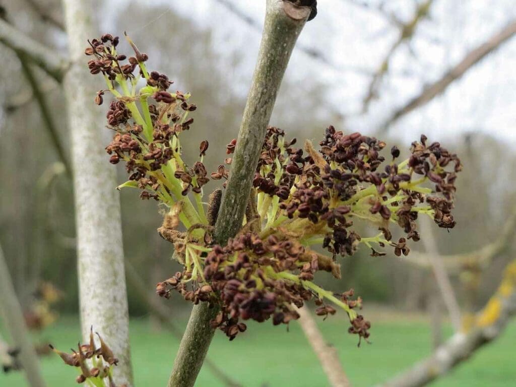 Flowers of the ash, out before the leaves