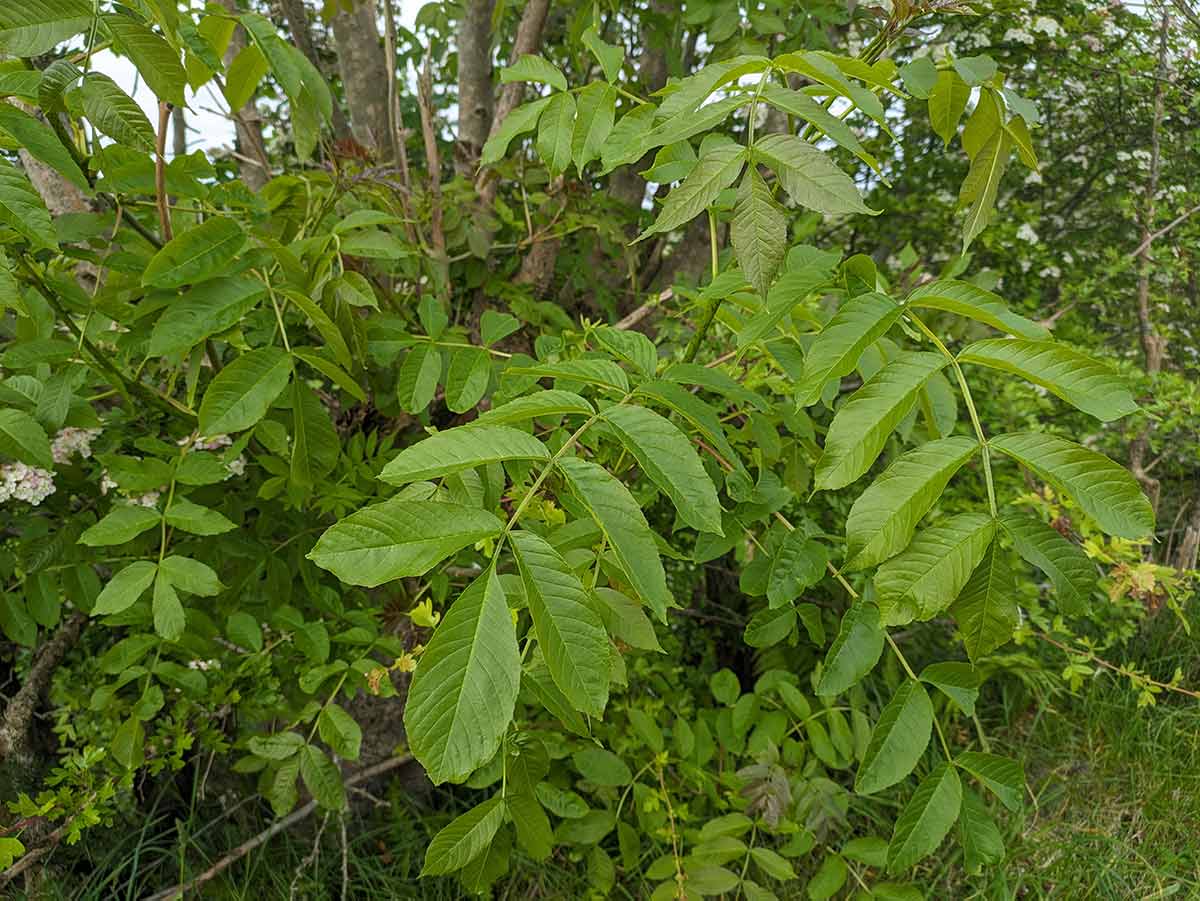 How to identify Ash Grow Native Trees from Seed