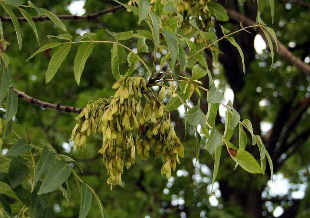 Ash seeds, known as 'keys', growing on a tree