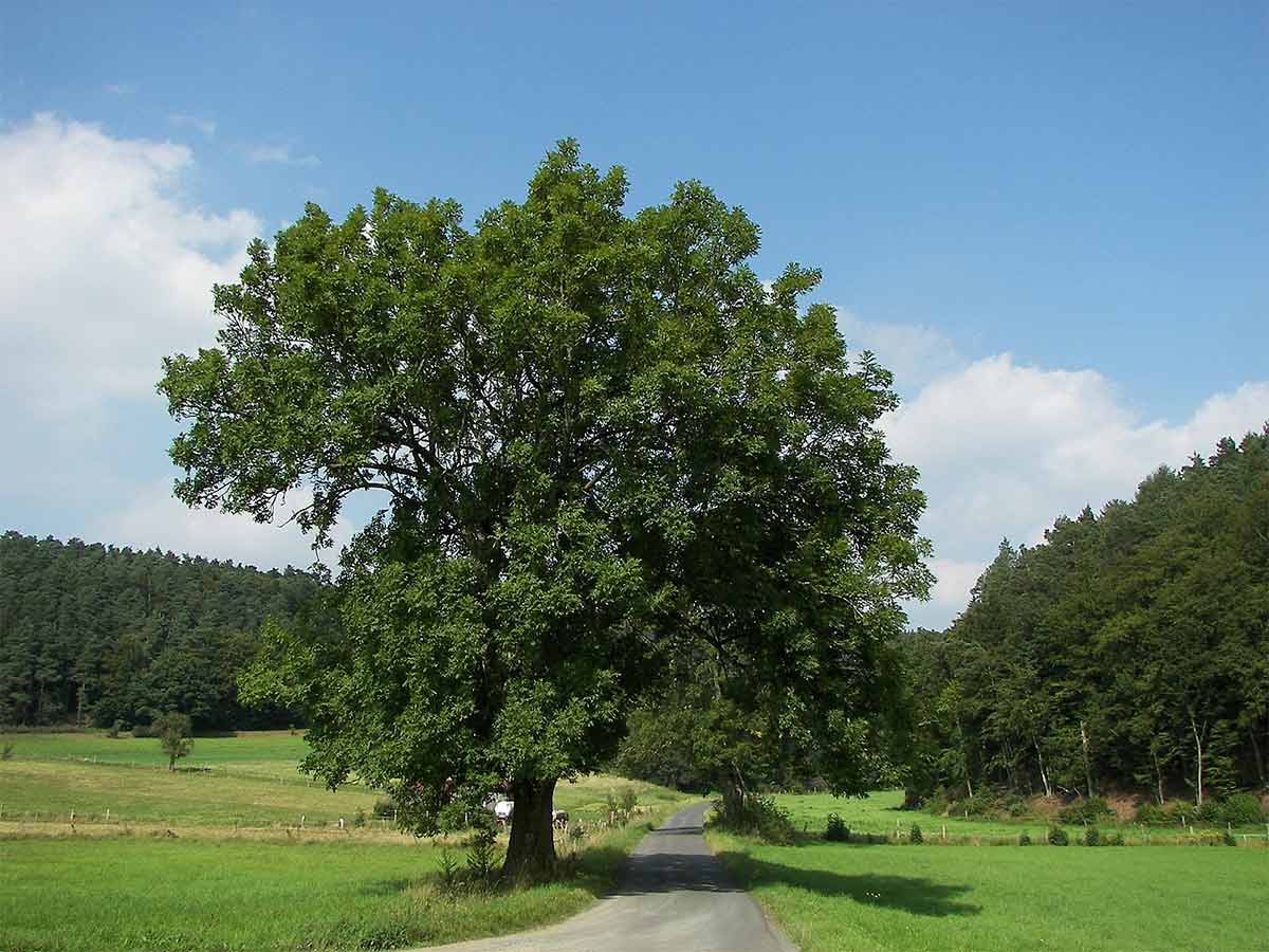 A lone ash tree next to a country lane