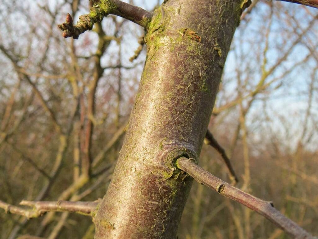 The bark of a blackthorn shrub