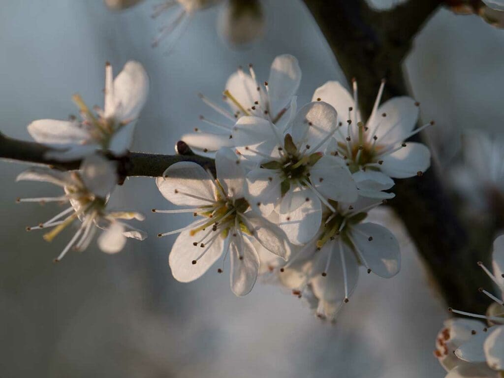 A cluster of blackthorn flowers
