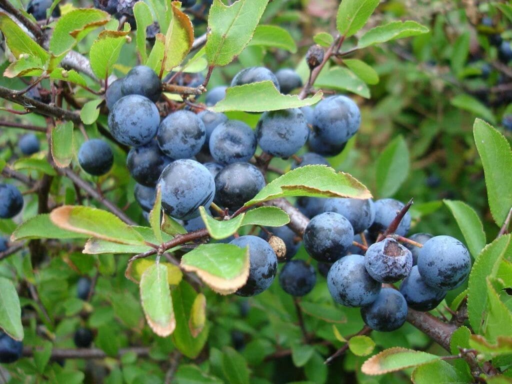 Ripe blackthorn fruits - sloes - in autumn
