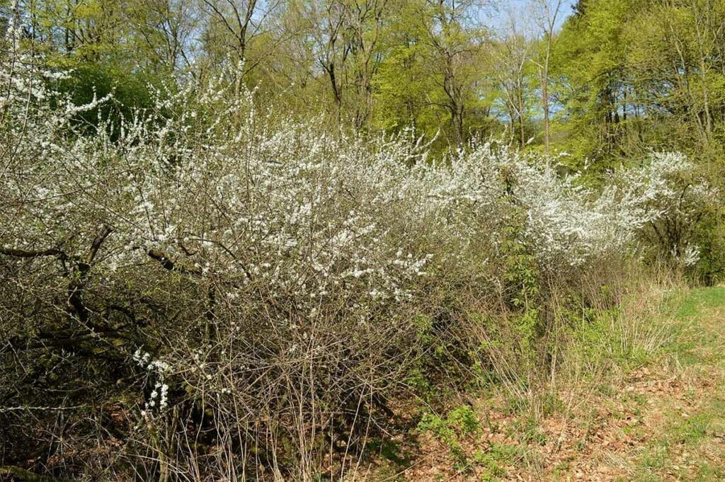 A blackthorn thicket