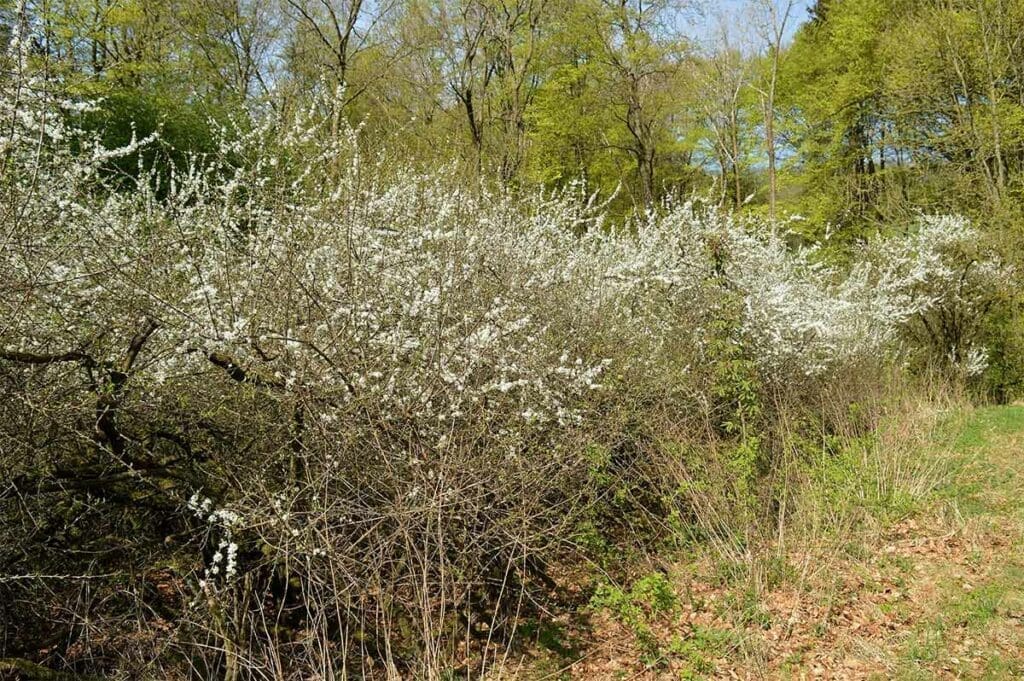 Blackthorn Berries Information And Facts