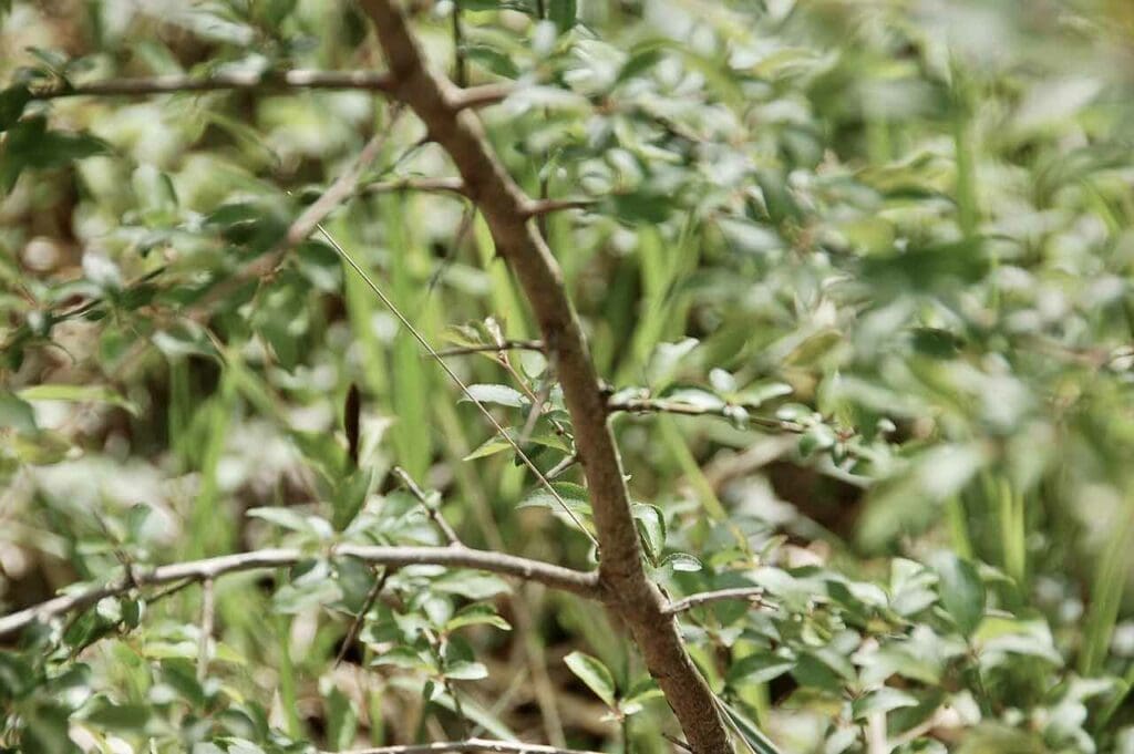 A young blackthorn sapling