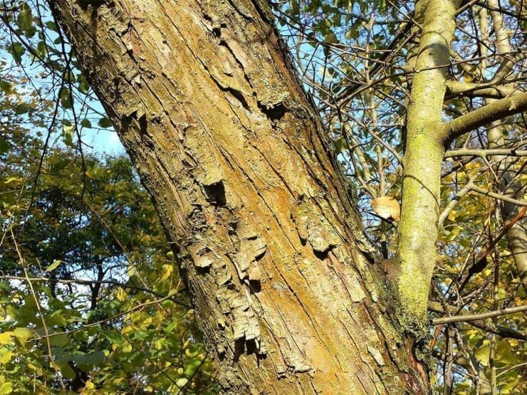 How to Identify Crab Apple Trees A Comprehensive Guide