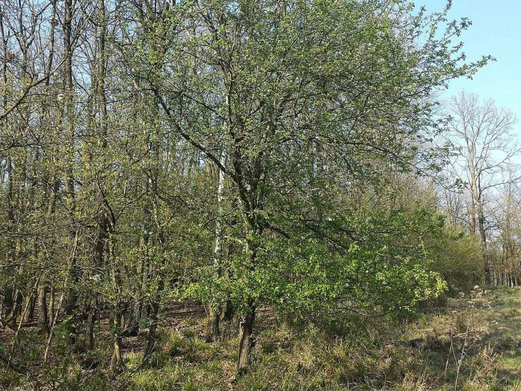 A crab apple tree growing on the edge of a young woodland