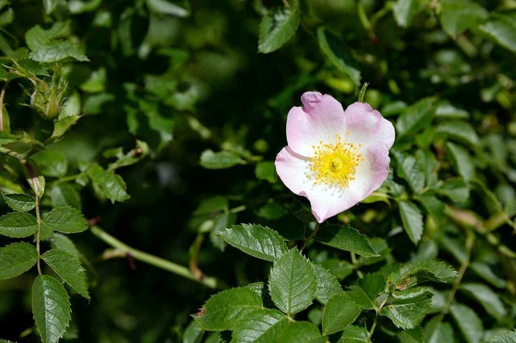 A single dog rose flower