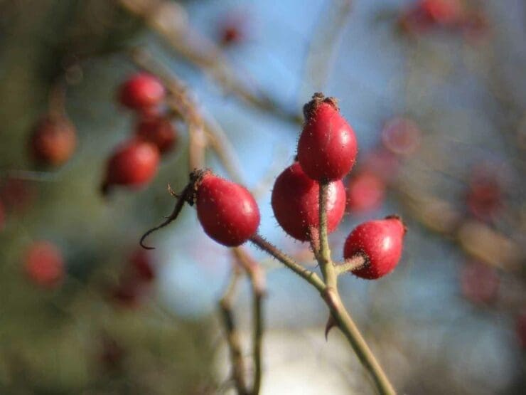 Dog rose fruits - known as hips