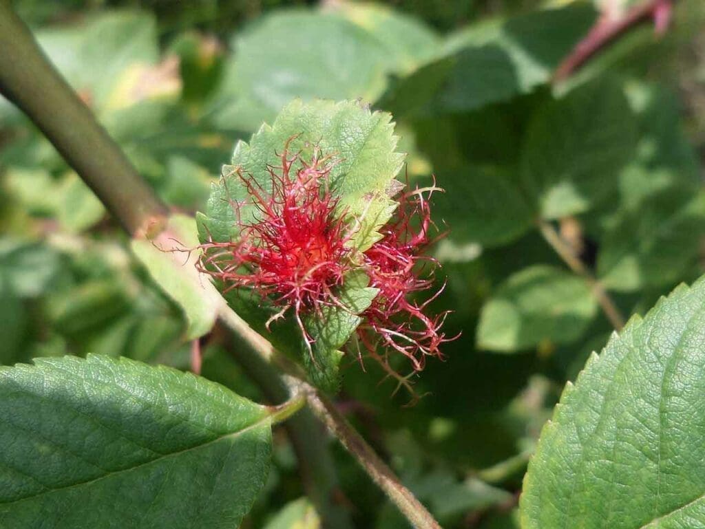 How To Identify Dog Rose Nativetreesfromseed