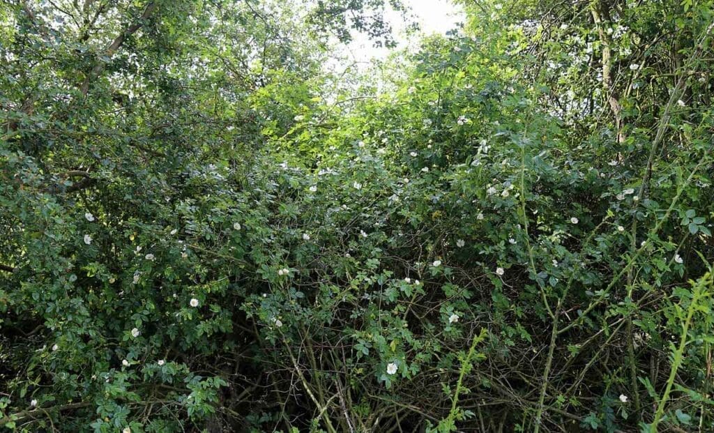 Dog rose forming a thicket in a woodland