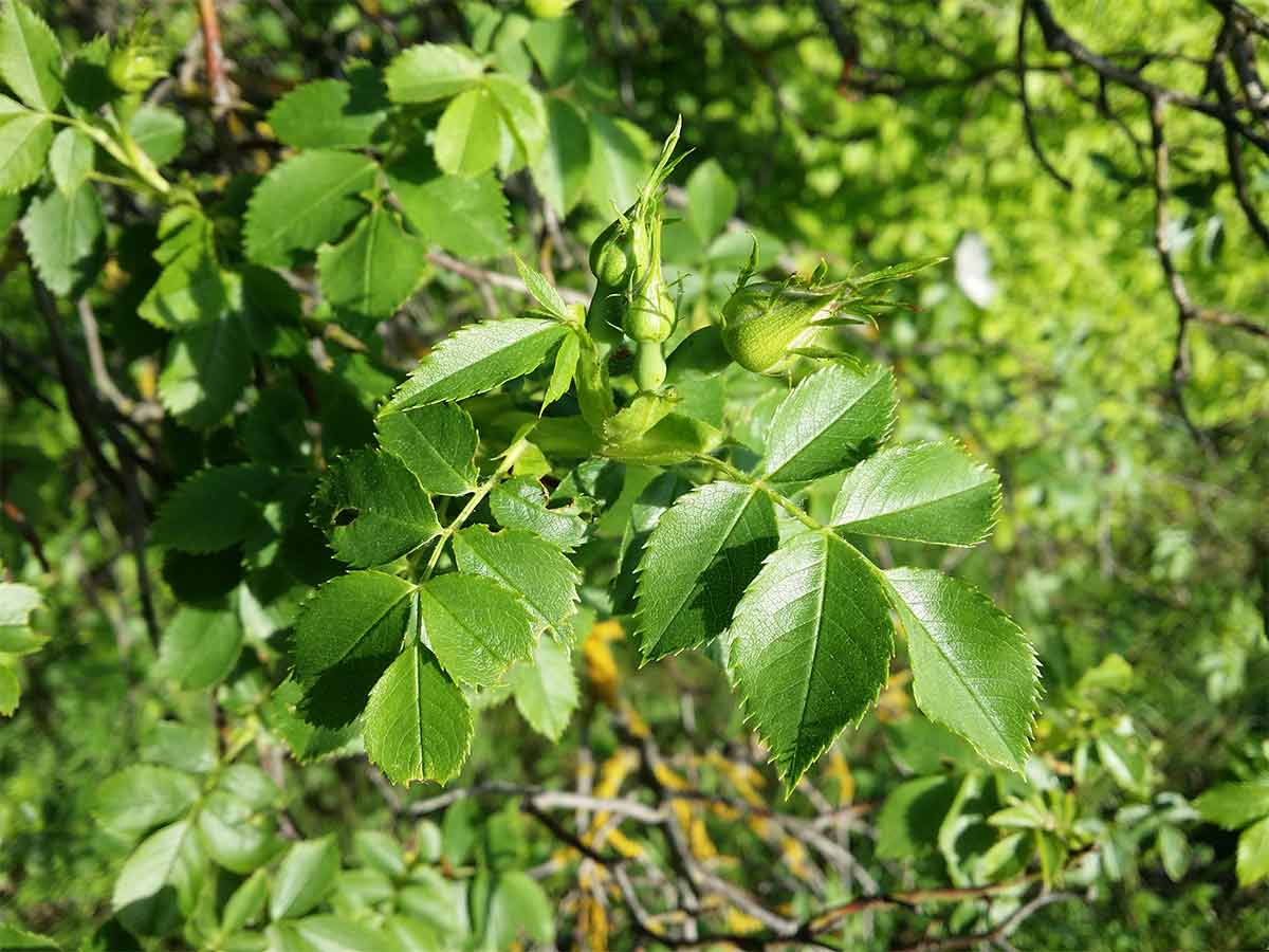 How to identify Dog Rose Grow Native Trees from Seed