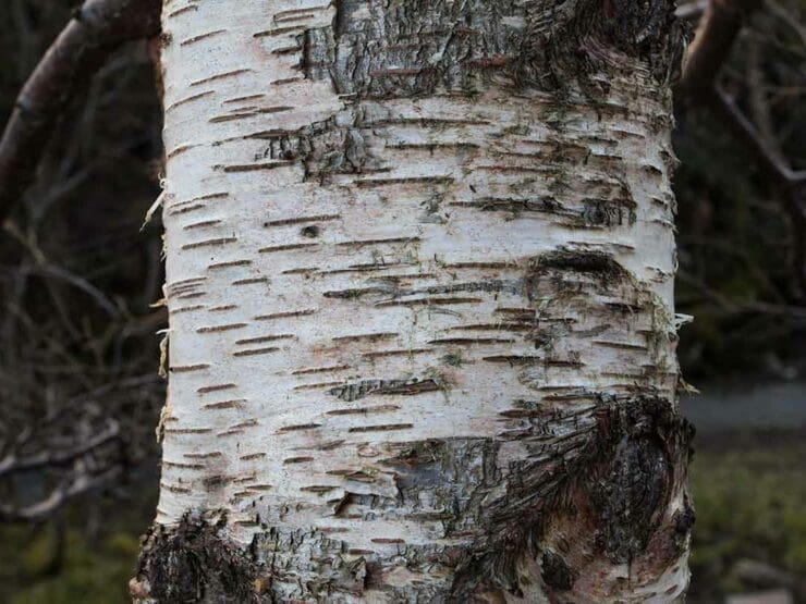 The bark of a young downy birch tree
