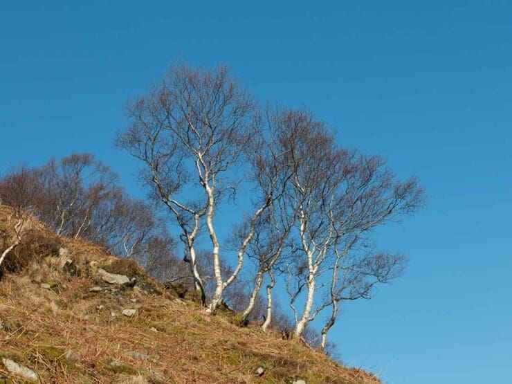 Downy birch growing on a hillside