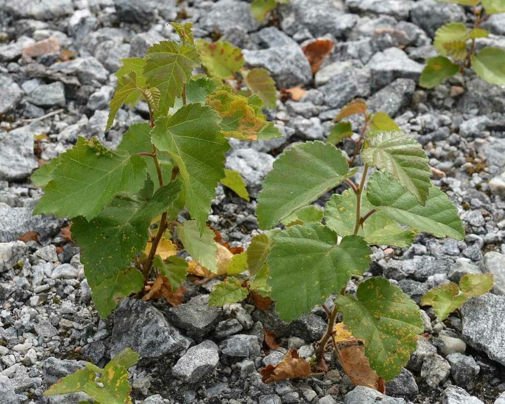Self-seeded downy birch growing in gravel