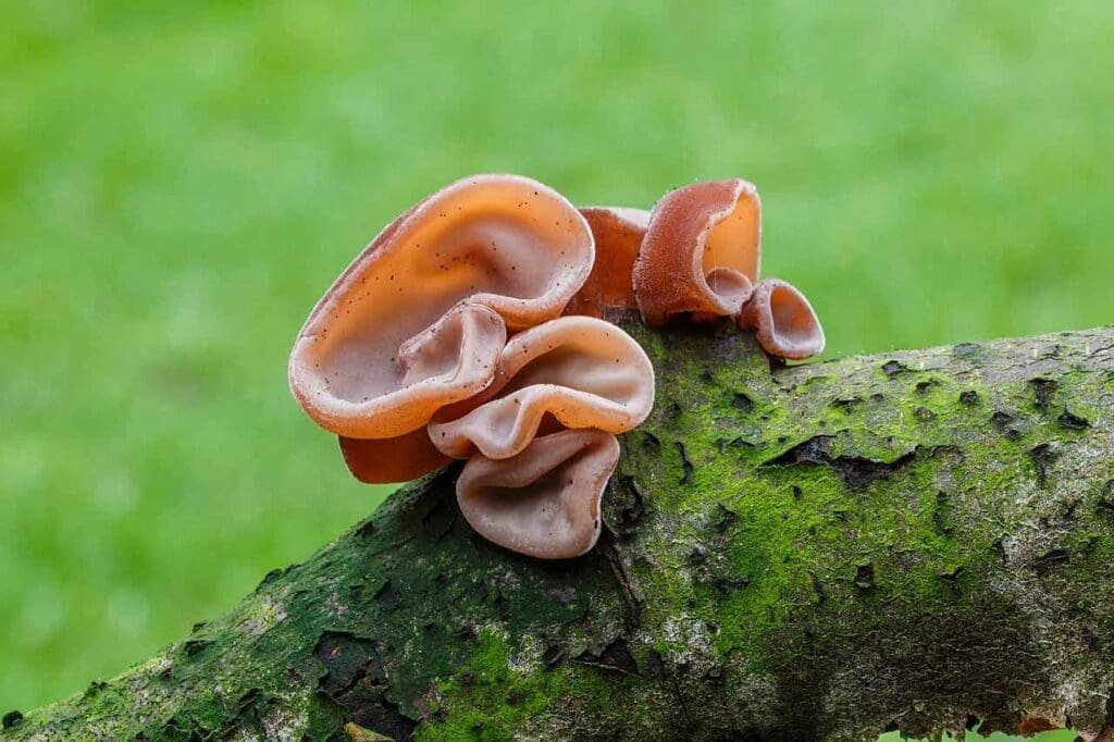 The fruiting body of the fungus Auricularia auricula growing on a branch