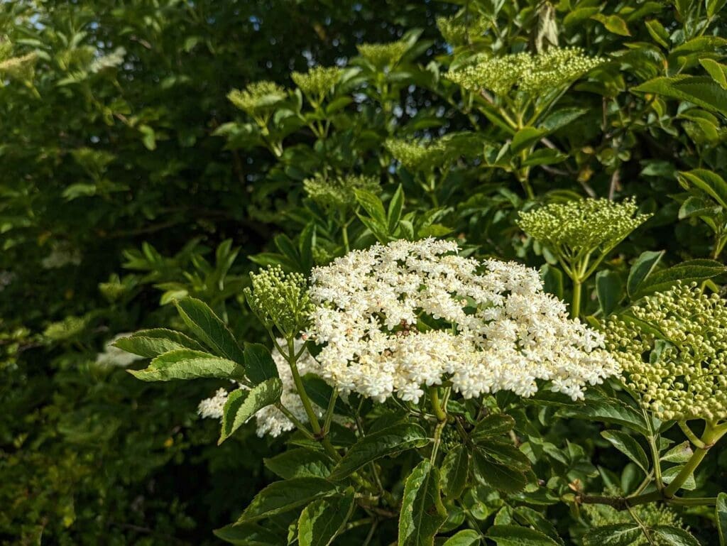 Elder flowers with lots more yet to open