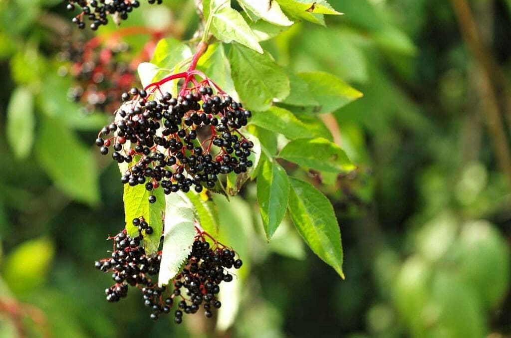 Ripe elder berries