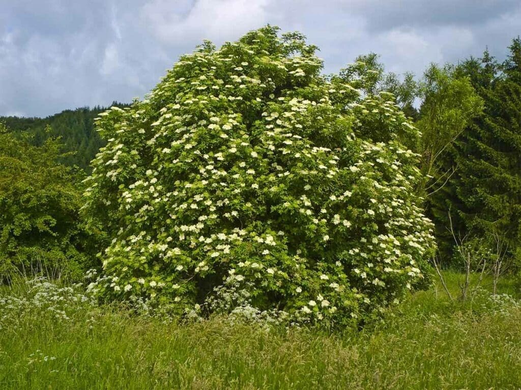 A large elder growing at the edge of a meadow
