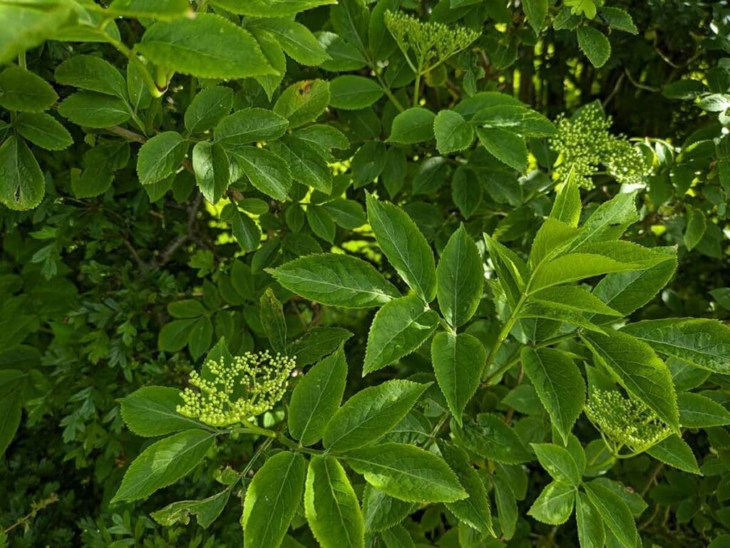 Elder leaves and flower buds in May