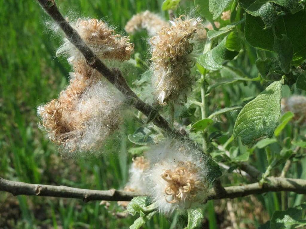 Goat willow seeds ready to disperse on the wind