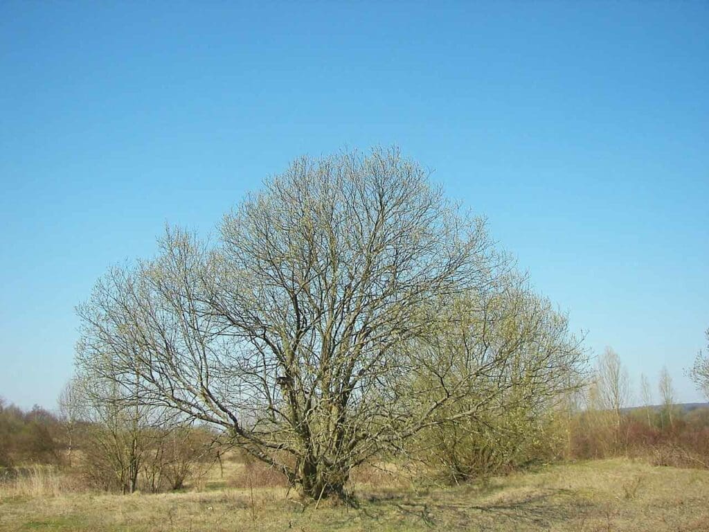 A goat willow at the edge of a field