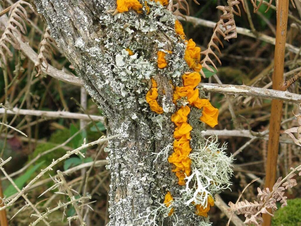 Gorse bark with a fungus fruiting body and lichens
