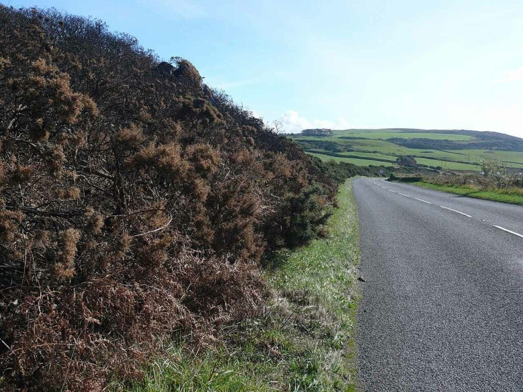 Burnt gorse by the side of a road