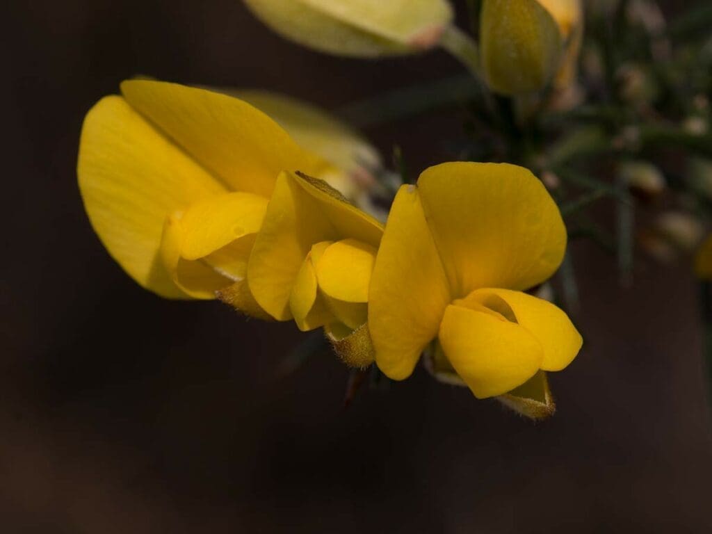 Gorse flowers close up