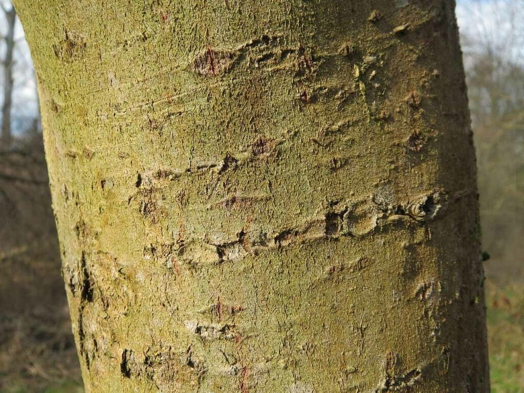 Grey willow bark